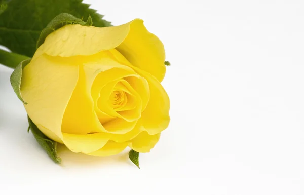 Beautiful yellow rose on white — Stock Photo, Image