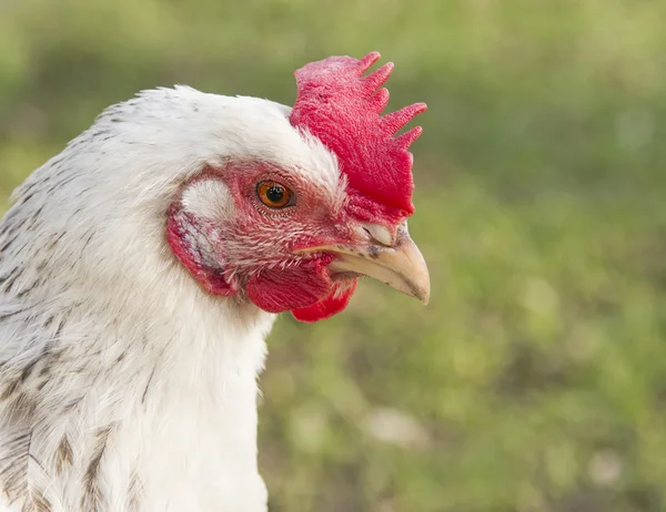 Close up portrait of a white Sussex chicken — Stock Photo, Image