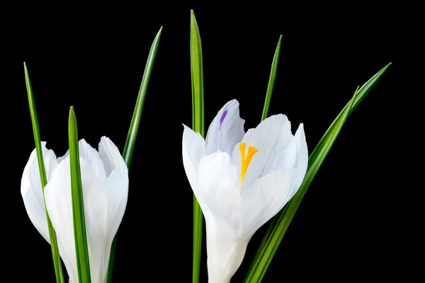Close-up beeld van twee witte crocus bloemen — Stockfoto