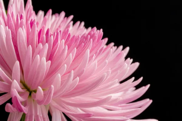 Imagem de perto do crisântemo rosa — Fotografia de Stock