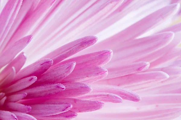 Extreme close up image of chrysanthemum flower — Stock Photo, Image