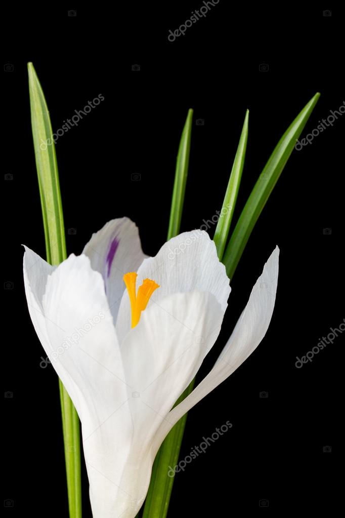 白クロッカスの花の画像を閉じる ストック写真 C Sc Images 白クロッカスの花の画像を閉じる ストック写真 C Sc Images