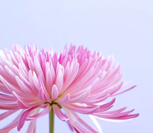 Pink chrysanthemum flower on blue background — Stock Photo, Image