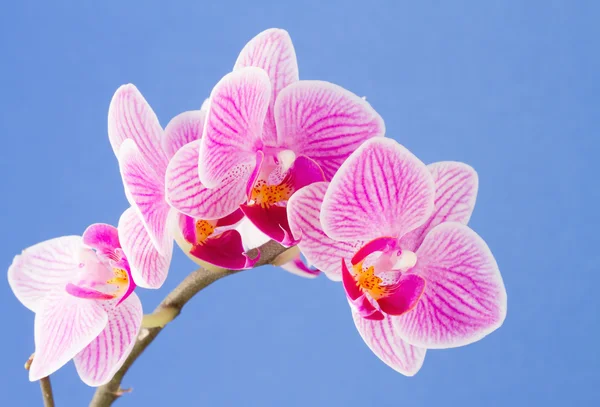 Phalaenopsis orkide güve çiçek mavi zemin üzerine — Stok fotoğraf