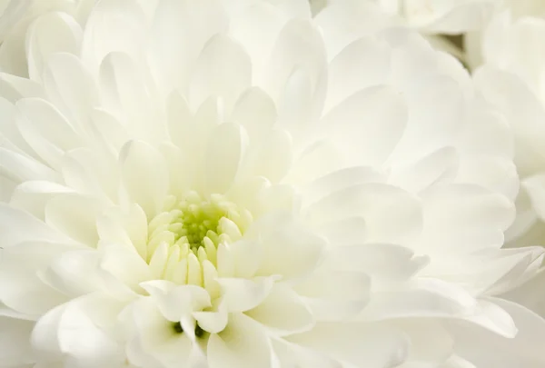 Imagen de cerca del crisantemo blanco — Foto de Stock