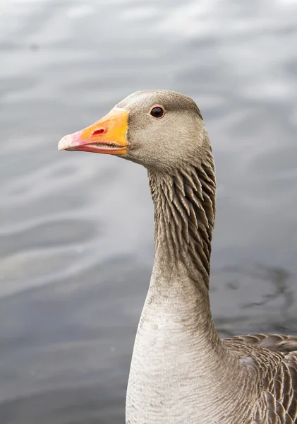 Närbild embden gås — Stockfoto