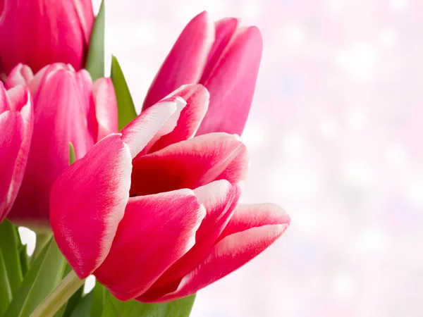 Verschillende rode tulpen op een roze bokeh-achtergrond — Stockfoto