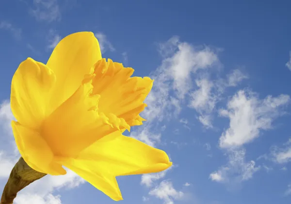Bright yellow daffodil on blue sky background — Stock Photo, Image