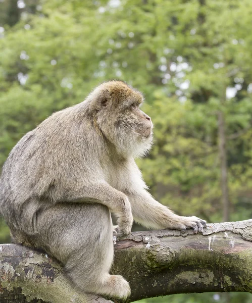 Barbary Macaque sitting on a branch — Stock Photo, Image