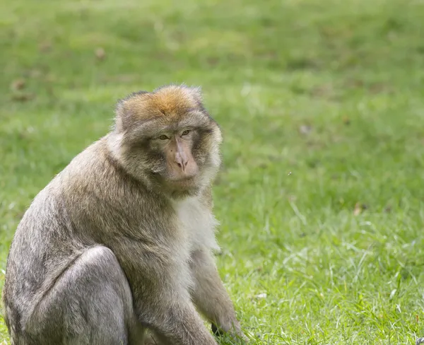 Barbary Macaque sobre hierba — Foto de Stock