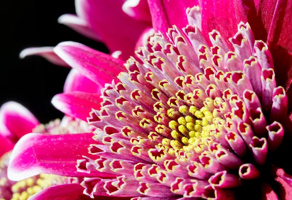Imagen de cerca de la flor de crisantemo rosa oscuro — Foto de Stock