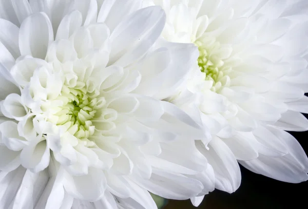 Siyah üzerine beyaz kasımpatı çiçekleri kadar yakın — Stok fotoğraf
