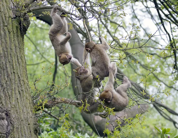 Group of young barbary macaques playing in a tree — Stock Photo, Image