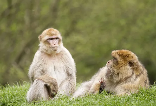 Two Barbary macaques on grassy bank — Stock Photo, Image