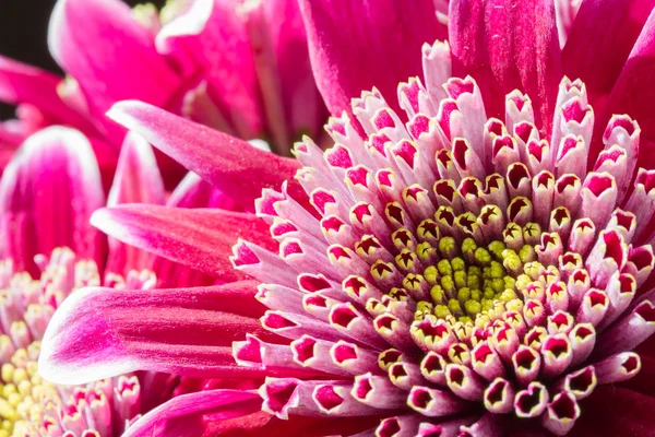 Imagen de cerca de flores de crisantemo de color rosa oscuro — Foto de Stock