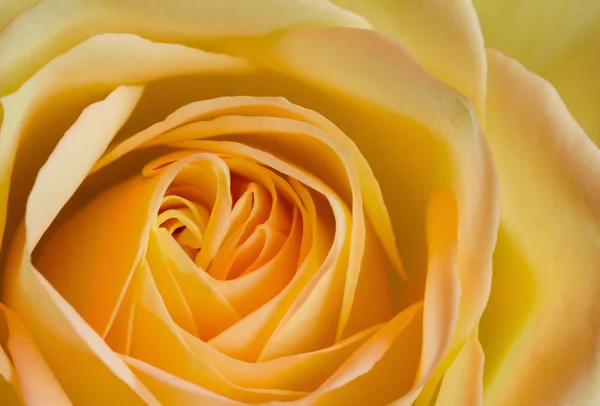 Close up image of orange and yellow rose — Stock Photo, Image