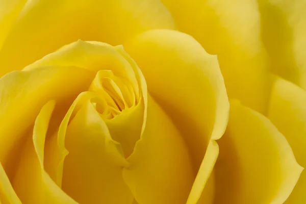 Nahaufnahme Bild der gelben Rose — Stockfoto