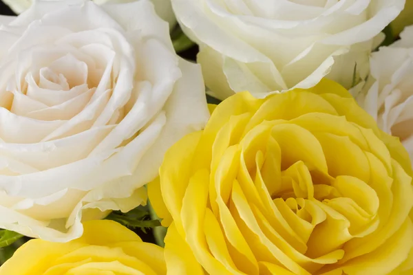 Close up bouquet of yellow and cream roses — Stock Photo, Image