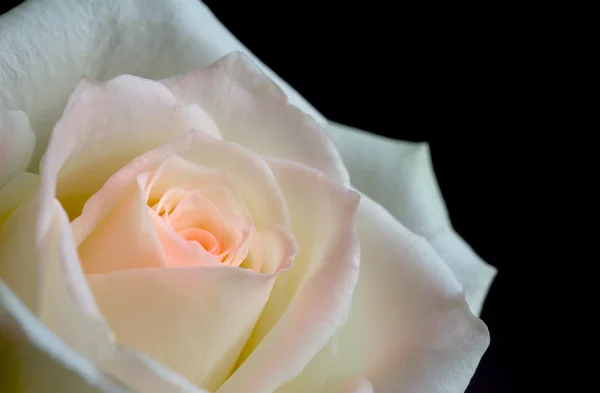 White and pink rose on a black background — Stock Photo, Image
