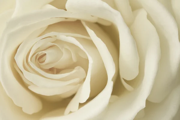 Крупный план кремовой розы — стоковое фото