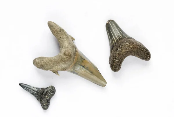 Dents de requins fossilisées Image En Vente