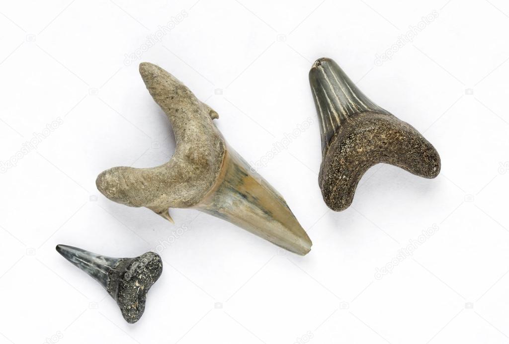 Fossilized sharks teeth