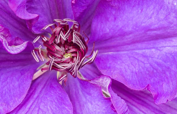 Paarse clematis bloem — Stockfoto