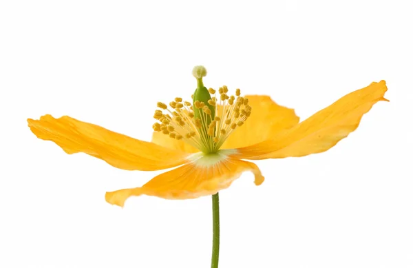 Gele of welsh poppy — Stockfoto