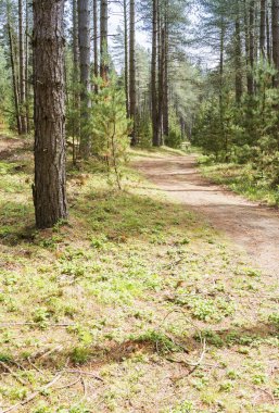 çam ormanı ile çimenli yolu