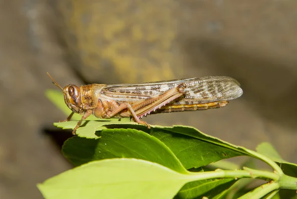 Woestijnsprinkhaan — Stockfoto