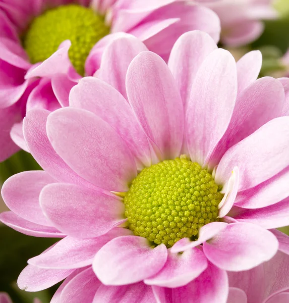 Close-up beeld van bos van roze chrysanten — Stockfoto