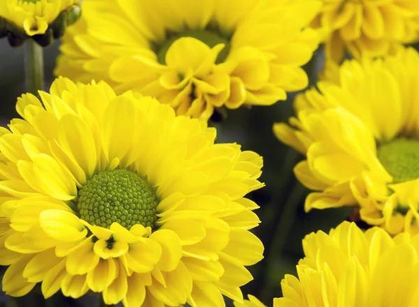 Imagen de cerca de racimo de crisantemos amarillos —  Fotos de Stock