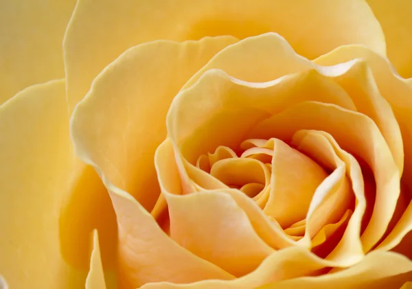 Piękny kolor brzoskwiniowy róż z bliska — Zdjęcie stockowe