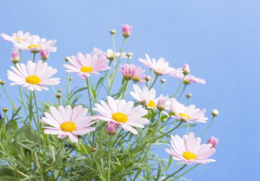 Mavi gökyüzü arka plan ile soluk pembe papatyalar