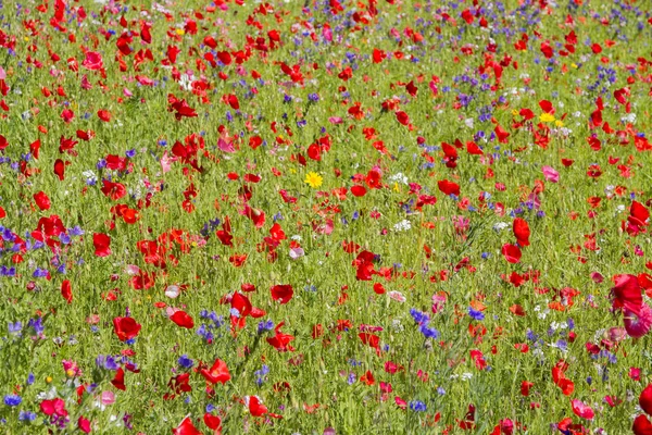 Rode papavers en wilde bloemen — Stockfoto