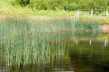 Bir su birikintisi büyüyen sazlar