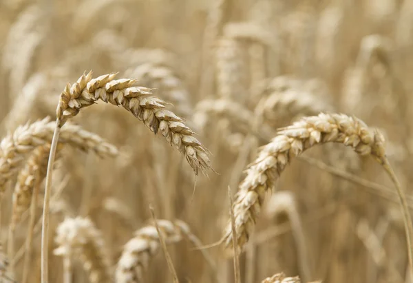 Gros plan épi de blé mûr — Photo