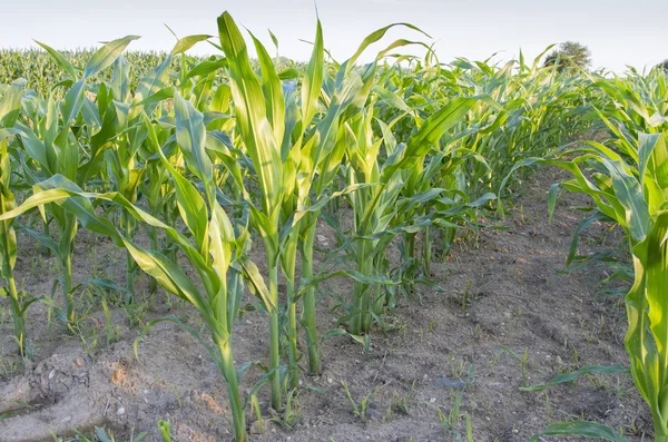 Rangées de maïs dans un champ — Photo