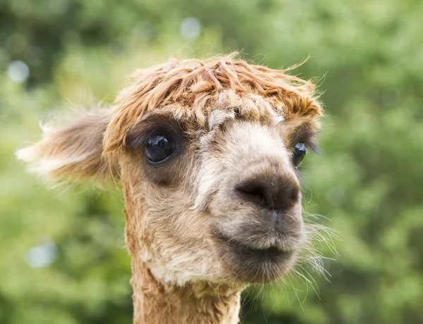 Imagem de perto da cabeça de Alpaca — Fotografia de Stock