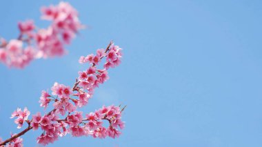 Güzel kiraz çiçeklerinin manzarası, Japonya ve Kore 'de bahar mevsiminde mavi gökyüzünün arka planına karşı pembe Sakura çiçek dalıyla İlkbahar bayrağı için fotokopi alanı