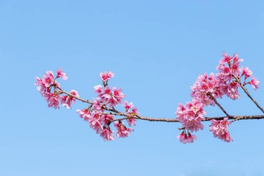 Güzel kiraz çiçeklerinin manzarası, pembe Sakura çiçek dalıyla Japonya ve Kore 'de bahar mevsiminde mavi gökyüzünün arka planına yakın çiçek çalıları