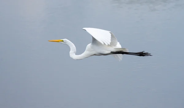 Nagy egret repülés közben — Stock Fotó