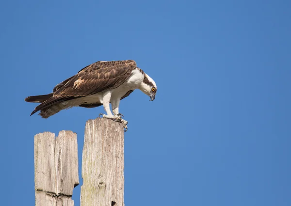 Osprey intenso — Fotografia de Stock
