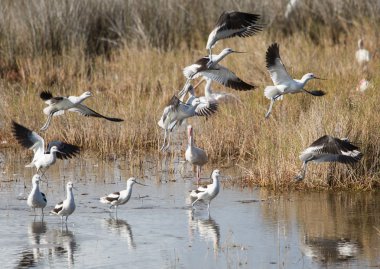 Avocets Take Off clipart