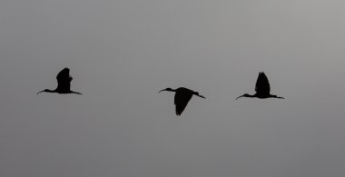 uçan beyaz Ibis silhouettes