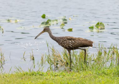 Öğle yemeği için dışarı limpkin