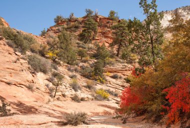 sonbahar renkleri zion national Park