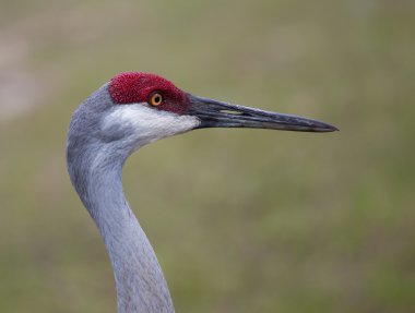 Sandhill Crane portre