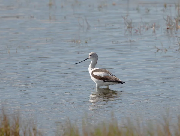 Avocet Wading nella palude — Foto Stock