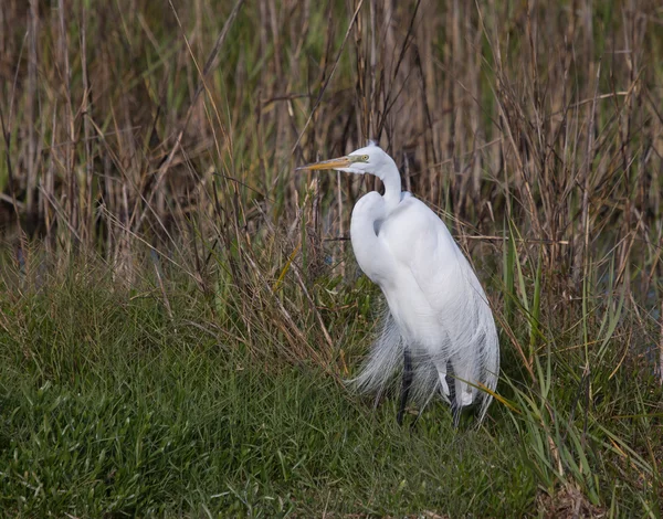 Zijne Majesteit de grote zilverreiger — Stockfoto